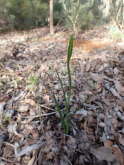 Diuris brumalis