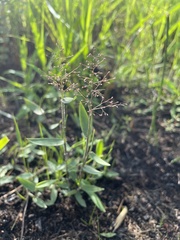 Dichanthelium leucothrix