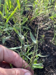 Dichanthelium leucothrix