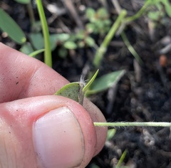 Dichanthelium leucothrix