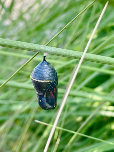 photo of Monarch (Danaus plexippus)