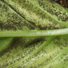 Peronospora belbahrii