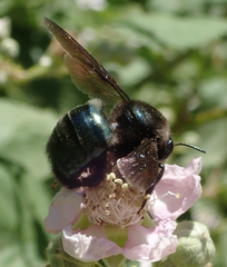 Xylocopa californica diamesa