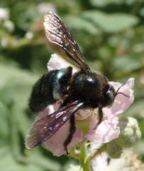 Xylocopa californica diamesa