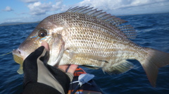 Lethrinus laticaudis