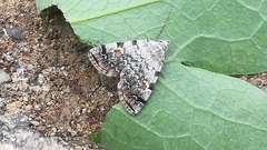 Lepidoptera