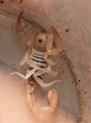 Chihuahuanus russelli
