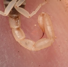 Chihuahuanus russelli