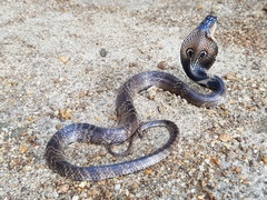 Naja naja