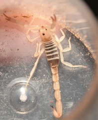 Chihuahuanus russelli