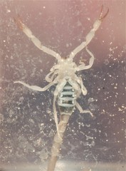 Chihuahuanus russelli