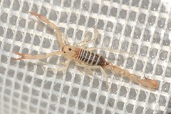 Chihuahuanus russelli