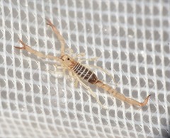 Chihuahuanus russelli
