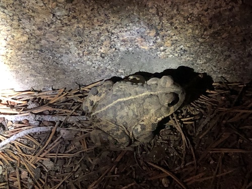 iNaturalist observation photo of Western Toad