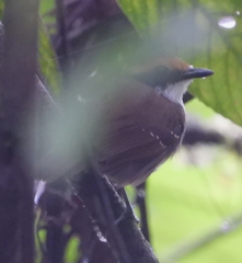Myrmoborus leucophrys