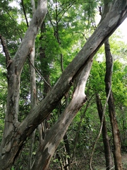 Chloroleucon mangense