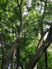 Chloroleucon mangense