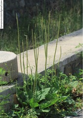 Plantago