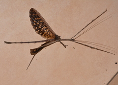 Bactrododema
