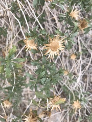 Xylorhiza