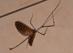 Bactrododema