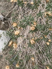 Xylorhiza