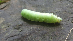 Callosamia angulifera