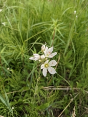 Cerastium maximum
