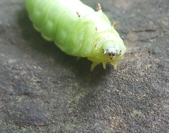 Callosamia angulifera