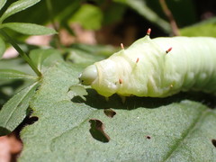 Callosamia angulifera