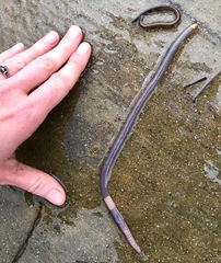 Aporrectodea caliginosa