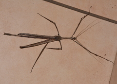 Bactrododema