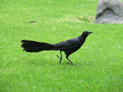 Quiscalus mexicanus