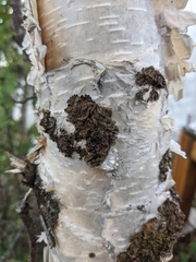 Melanohalea septentrionalis