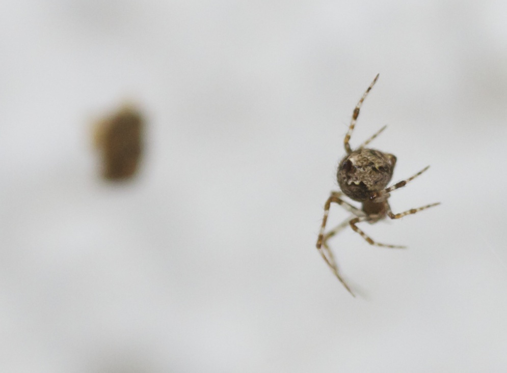 Cryptachaea porteri
