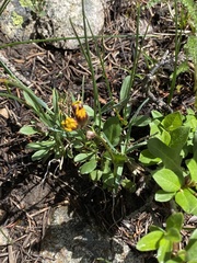 Packera crocata