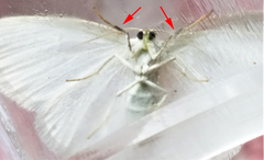 Protitame virginalis