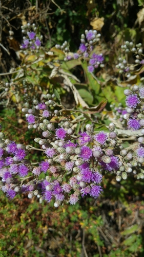 Vernonia bipontini var. gonderensis image