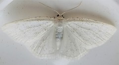 Protitame virginalis