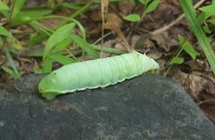 Callosamia angulifera