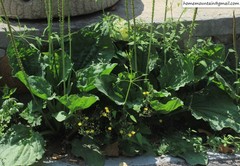 Plantago