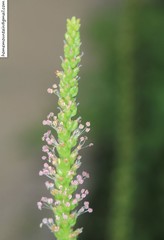 Plantago