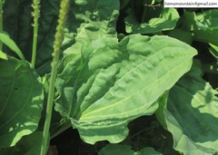 Plantago