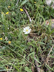 Anemonastrum zephyrum