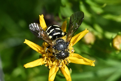 Dianthidium subparvum