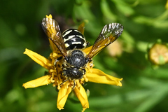 Dianthidium subparvum