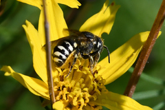 Dianthidium subparvum