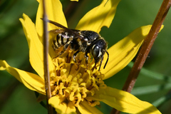 Dianthidium subparvum