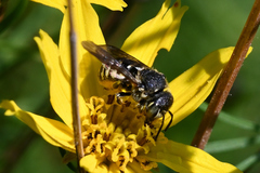Dianthidium subparvum