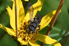 Dianthidium subparvum